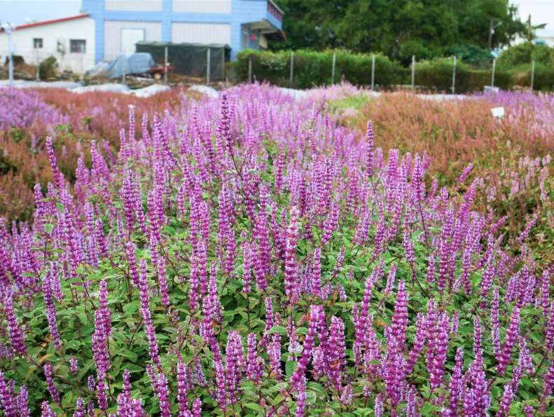 ไต้หวันทุ่มเวลากว่า 12 ปี พัฒนา “เฉาก๊วย 4 สายพันธุ์ใหม่” ดอกหลากสีสันสดใส ให้ผลผลิตมากขึ้น