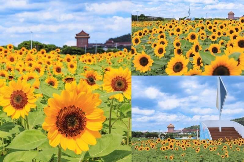 มวลหมู่ทานตะวันนับแสนต้นกำลังรอต้อนรับทุกท่านในสวนสาธารณะริมแม่น้ำต้าเจียในไทเป (ใกล้สถานีวิทยุ RTI) ใครผ่านมาแถวนี้อย่าลืมแวะไปเช็คอินนะครับ (ภาพจาก TaipeiHEO)