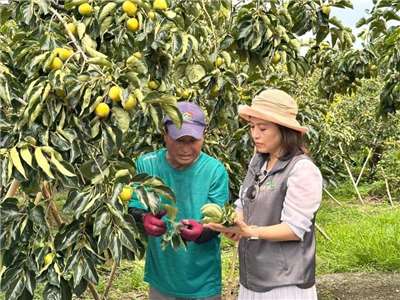 ลูกพลับเมืองเจียอี้ได้รับผลกระทบจากภัยพิบัติธรรมชาติ เสียหาย 60% สหกรณ์รับซื้อประกันราคาช่วยเกษตรกร (ภาพ CNA)
