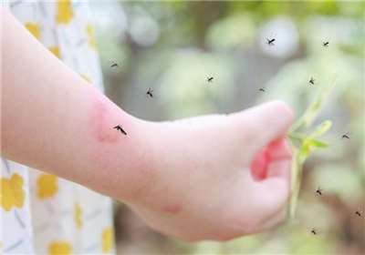 สารานุกรมสุขภาพ - การระบาดโรคไข้เลือดออก (photo: Shutterstock)