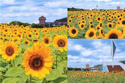 มวลหมู่ทานตะวันนับแสนต้นกำลังรอต้อนรับทุกท่านในสวนสาธารณะริมแม่น้ำต้าเจียในไทเป (ใกล้สถานีวิทยุ RTI) ใครผ่านมาแถวนี้อย่าลืมแวะไปเช็คอินนะครับ (ภาพจาก TaipeiHEO)