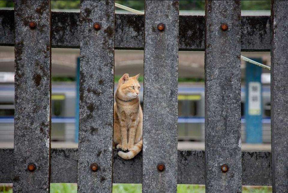 หมู่บ้านแมวโหวต้งส่อวิกฤต ! จำนวนแมวหดจาก 200 ตัวเหลือแค่ 30 ตัว หวั่นอนาคตเหลือแค่ชื่อ (ภาพจาก 翻攝自台北旅遊網）