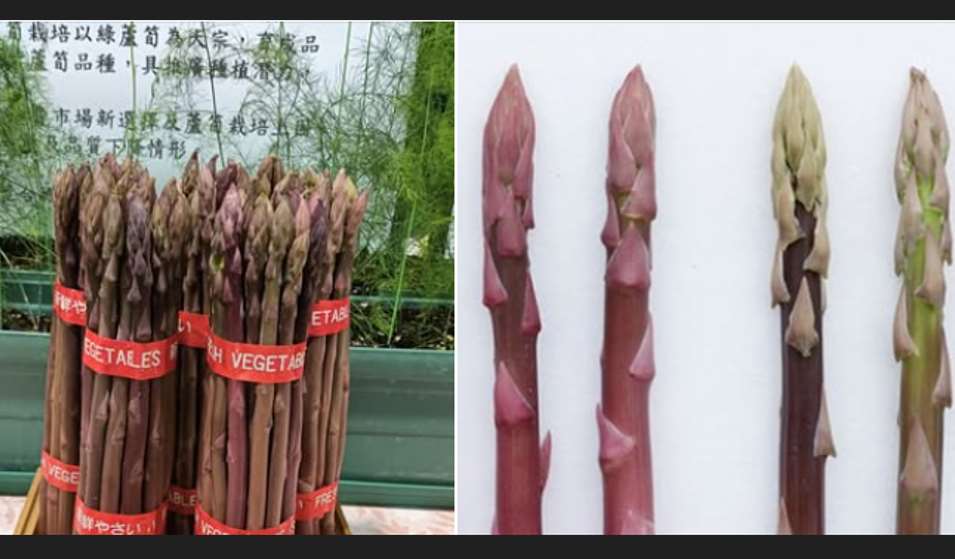 ไต้หวันใช้เวลาวิจัยและคัดเลือกสายพันธุ์อย่างยาวนาน จนประสบความสำเร็จในการพัฒนา “หน่อไม้ฝรั่งสีม่วง – ไถหนานหมายเลข 5” สายพันธุ์ลูกแท้ๆ ของไต้หวัน(photo:Tainan District Agricultural Research and Extension Station) 