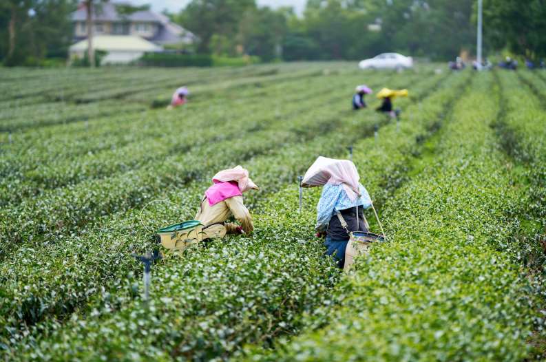 ชาวไร่ชาที่ลู่เหย่เก็บยอดชาในยามเช้า(ภาพ agriharvest)