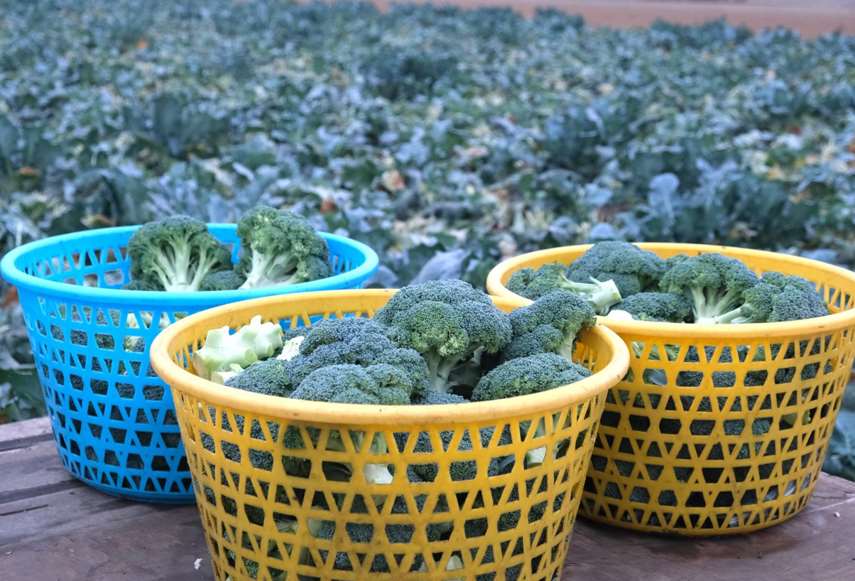 บรอกโคลีล้นตลาด ไต้หวันปลูกเพิ่มกว่า 1,800 ไร่ ขณะเดียวกัน การนำเข้าบรอกโคลีจากเวียดนามยังคงดำเนินต่อเนื่อง ซ้ำเติมปัญหา ทำให้สมดุลการผลิตและการตลาดปั่นป่วนอย่างรุนแรง(ภาพจาก林宜豐)