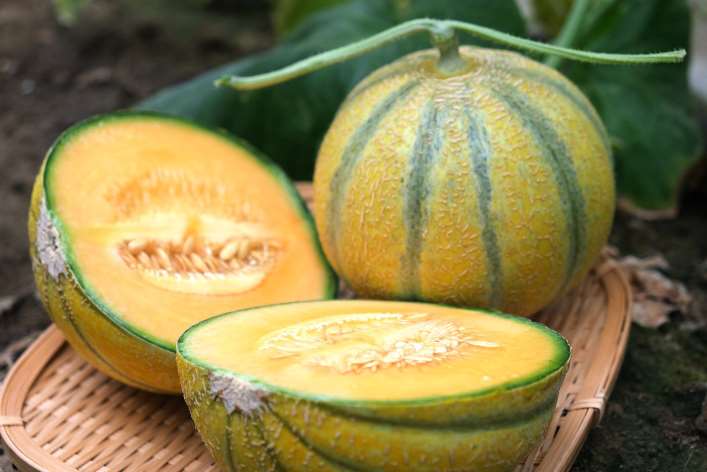 เมลอนซิงเฉิง(星澄)เนื้อหนา มีกลิ่นหอม หวาน อร่อย รูปลักษณ์สวย กำลังก้าวขึ้นเป็นดาวรุ่งดวงใหม่ในตลาดเมลอน(photo:newsmarket)