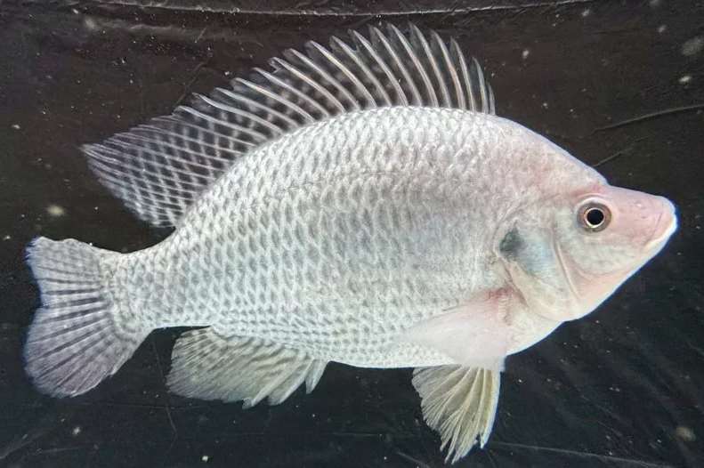 ทีมวิจัย ม.สมุทรศาสตร์แห่งชาติไต้หวัน ใช้เทคโนโลยีจีโนมและการคัดเลือกพันธุ์เชิงแม่นยำ พัฒนา “ปลานิลไต้หวัน” ที่ทนความเค็ม ต้านโรค และทนหนาว พร้อมก้าวสู่การผลิตเชิงพาณิชย์ (photo: NTOU) 