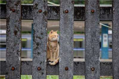 หมู่บ้านแมวโหวต้งส่อวิกฤต ! จำนวนแมวหดจาก 200 ตัวเหลือแค่ 30 ตัว หวั่นอนาคตเหลือแค่ชื่อ (ภาพจาก 翻攝自台北旅遊網）