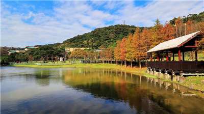 เหล่าสนเปลี่ยนสีที่สวนสาธารณะวัฒนธรรมชนพื้นเมืองในไทเป เปลี่ยนเสื้อเป็นสีส้มแดงสุดสวยแล้วจร้า