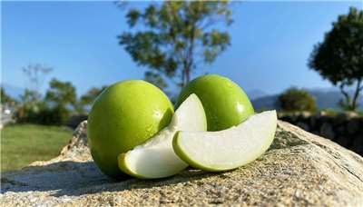 พุทราไต้หวันผลผลิตอุดมสมบูรณ์ นครไถหนานเชิญสัมผัสความสดกรอบ รับประทานเป็นสลัดหรือใส่ในโยเกิร์ตก็อร่อย