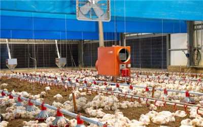 ฟาร์มไก่ไฮเทค เปิดแอร์ 24 ชั่วโมง เลี้ยงไร้ยาปฏิชีวนะ ไก่เติบโตอย่างแข็งแรง(ภาพ:กลุ่มบริษัทต้าเฉิง)