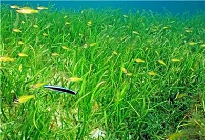 ภาพจำลองแปลงหญ้าทะเล  ภาพโดยสำนักงานจัดการอุทยานแห่งชาติทางทะเล