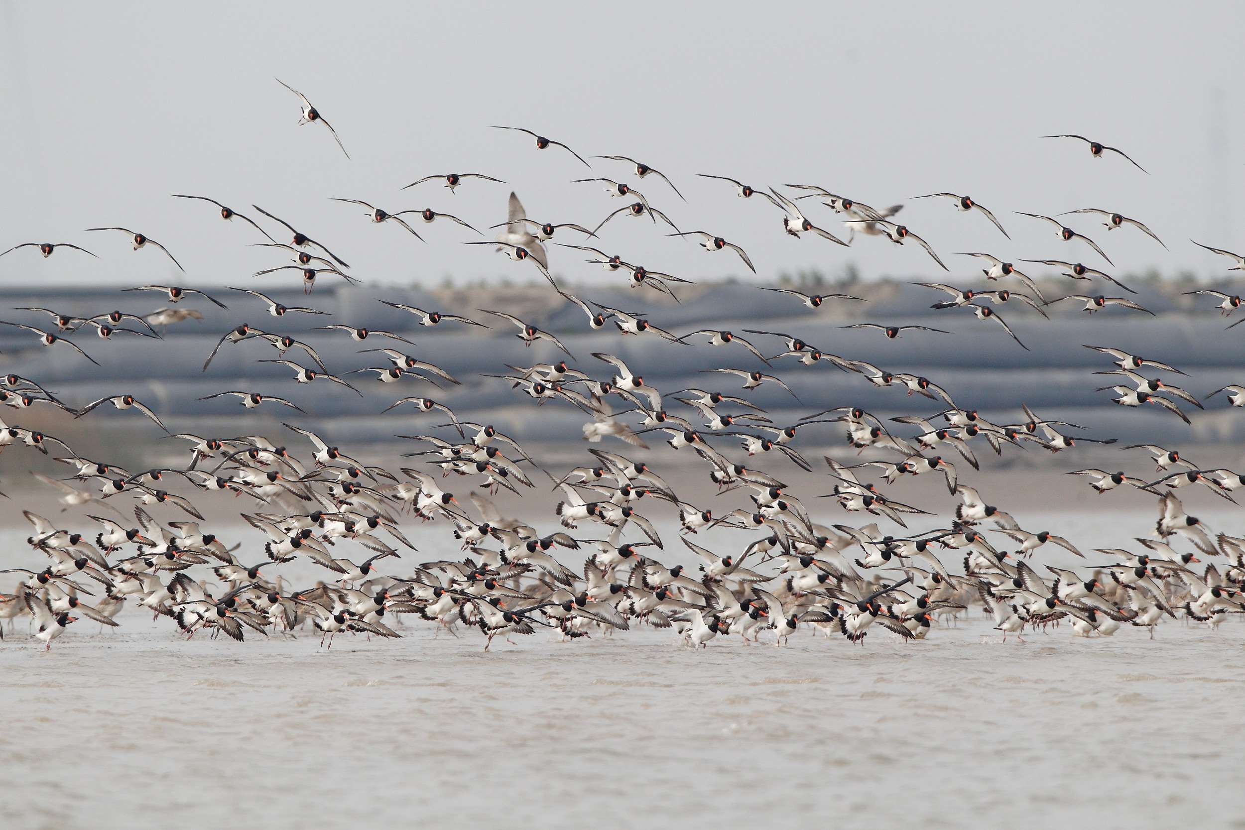 ไต้หวัน Say So x Hope station- 2026-02-16 (photo: news.cn)