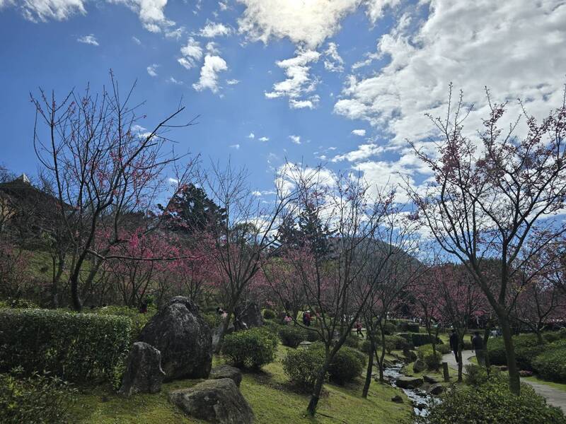 เทศกาลชมดอกไม้หยางหมิงซาน (陽明山)  เริ่ม 5 กุมภาพันธ์ 2026 Photo: CNA,Taiwan
