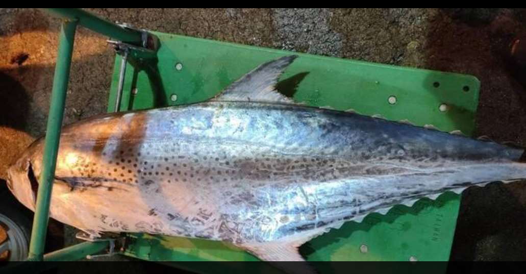 ฤดูหนาวของปี 2025 ปลาอินทรีเกรดพรีเมี่ยมจากเผิงหูขายได้มูลค่า 50,000 เหรียญไต้หวัน