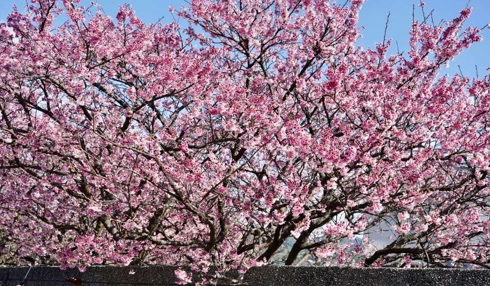 ดอกซากุระมาแล้ว! เริ่มทริปล่าซากุระของคุณในไต้หวันกันได้แล้ว ตั้งแต่วันนี้กันเลย