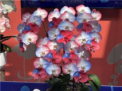 งานมหกรรมกล้วยไม้นานาชาติไต้หวันเริ่ม 27 ก.พ. นี้ กระทรวงเกษตรไต้หวันคาดมีเงินสะพัดทะลุ 1,200 ล้านเหรียญไต้หวัน