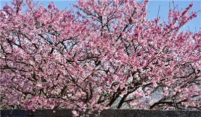 ดอกซากุระมาแล้ว! เริ่มทริปล่าซากุระของคุณในไต้หวันกันได้แล้ว ตั้งแต่วันนี้กันเลย