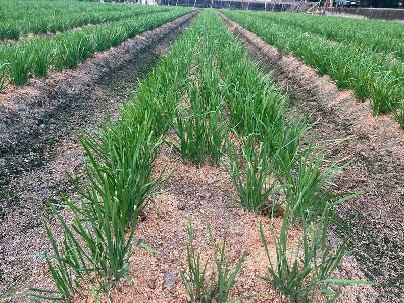 วิกฤตภูมิอากาศทำกุยช่ายผลผลิตลด สถานีวิจัยฯ นครไทจงใช้จุลินทรีย์ช่วยเพิ่มผลผลิต (photo: สถานีวิจัยและขยายผลการเกษตรนครไทจง)