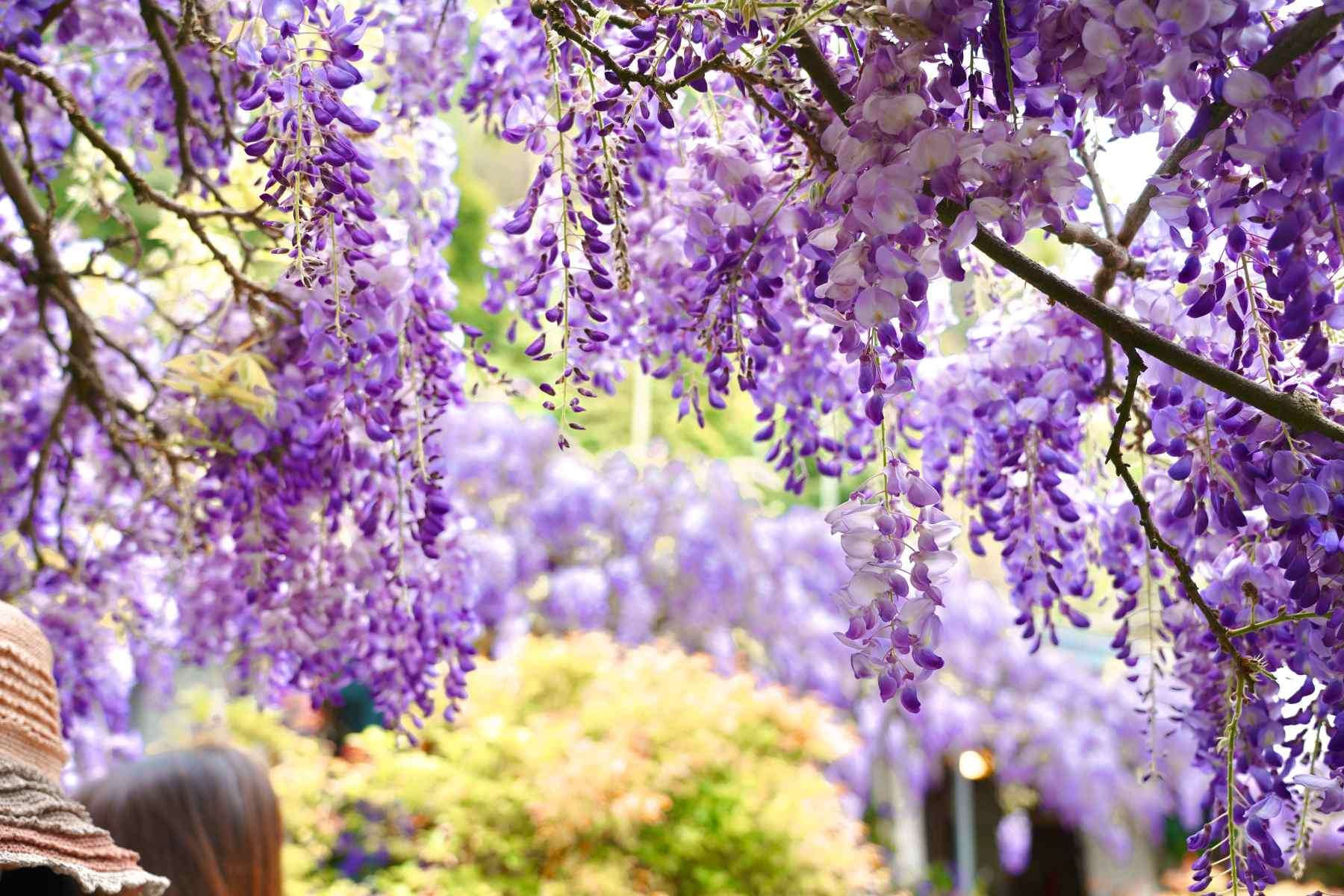 วิสทีเรีย อีกหนึ่งดอกไม้สุดสวยที่บานสะพรั่งในช่วงเดือนมีนาคมทั่วไต้หวัน (ภาพจากสำนักวัฒนธรรมและการท่องเที่ยวประจำเมืองเจียอี้)