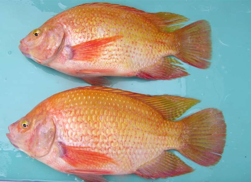 ปลานิลเพศผู้โตเร็ว และมีขนาดใหญ่กว่าเพศเมีย 3–4 เท่า จึงมีมูลค่าทางเศรษฐกิจสูงกว่า สถาบันวิจัยการประมงจึงพัฒนาปลานิลแดง ซูเปอร์เพศผู้ ทำให้ลูกปลาที่ได้เป็นเพศผู้มากกว่า 90%(ภาพ:สถาบันวิจัยการประมง)