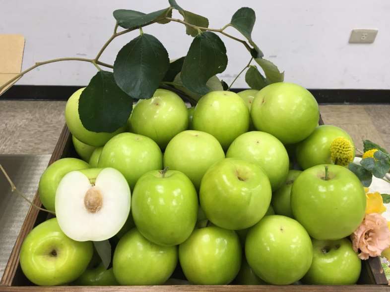 ไถหนงหมายเลข 13 – เสวี่ยลี่ พุทราน้ำผึ้งใหม่ล่าสุดที่ได้รับความสนใจมากที่สุด ผู้บริโภคที่ได้ลิ้มลองต่างชื่นชมรสชาติเข้มข้นและเนื้อสัมผัสละเอียดละมุน(photo:agriharvest)