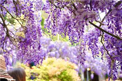วิสทีเรีย อีกหนึ่งดอกไม้สุดสวยที่บานสะพรั่งในช่วงเดือนมีนาคมทั่วไต้หวัน (ภาพจากสำนักวัฒนธรรมและการท่องเที่ยวประจำเมืองเจียอี้)