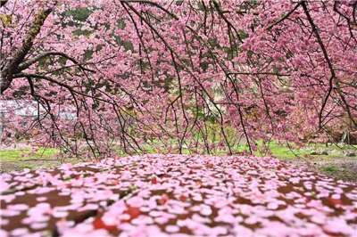 ซากุระบานสะพรั่งที่ฟาร์มอู๋หลิ่ง ทั้งยังมีดอกซากุระร่วงโปรยปราย นักท่องเที่ยวชื่นชมไม่ขาดปาก