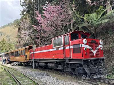 ฤดูซากุระอาลีซานเริ่ม 10 มี.ค. นี้ “ซากุระป่า–โอกาเมะ” บานรับนักท่องเที่ยวแล้ว