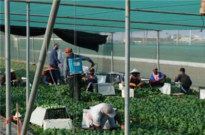 หัวหน้าคนงานชาวเวียดนามเป็นผู้นำทีม แต่ละครั้งที่ออกไปทำงานจะพาแรงงานเกือบ 10 คน ไปรับเหมางานเก็บเกี่ยวทั้งหมด(photo:newsmarket)