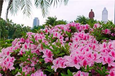 เทศกาลชมดอกกุหลาบพันปีที่กรุงไทเปเริ่ม 6 มี.ค. นี้ สวนสาธารณะต้าอันผลิดอกบานสะพรั่งกว่า 2 แสนต้น