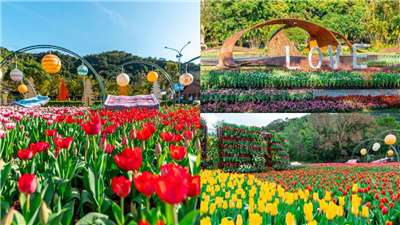 พบกับมวลหมู่ดอกทิวลิปนับ 110,000 ต้นสุดอลัง ที่สวนทำเนียบเจียงไคเช็คซื่อหลินได้แล้ววันนี้