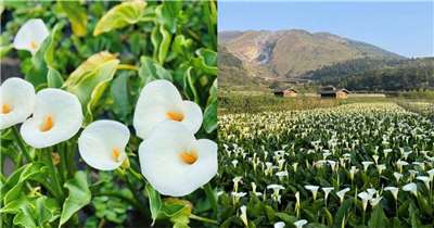 ทะลหิมะสีขาวของมวลหมู่คาล่าลิลลี่บนภูเขาหยางหมิงซานกำลังบานสะพรั่งรอต้อนรับคุณแล้ว~ วันนี้!