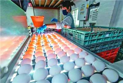 ภาพการแสดงขั้นตอนการล้างและคัดเกรดไข่ก่อนบรรจุลงกล่อง(photo:udn.com)
