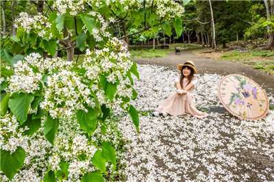 เทศกาลชมดอกมะเยาหินที่เมืองเหมียวลี่เริ่ม 18 เม.ย. 69 ชวนเที่ยวชม 5 ตำบล สัมผัสความงามแห่งขุนเขาและป่าไม้ 