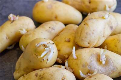 กรมตรวจกักกันพืชและสัตว์ เตือนมันฝรั่งนำเข้าเพื่อการแปรรูป หากพบหน่องอก-ขึ้นรา ให้กำจัดทิ้ง (ภาพจาก udn.com)