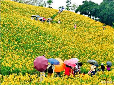 บานแล้ว! ดอกเดย์ลิลลี่วัดหู่ซานเหยียนเมืองจางฮั่ว เตรียมชมทะเลดอกไม้ 3 แสนดอกสุดอลังการ พ.ค.นี้ 