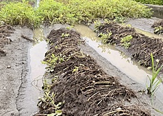 ฝนตกหนัก ทำภาคเกษตรเสียหายกว่า 60 ล้านเหรียญไต้หวัน ถั่วลิสงกระทบหนักสุด 15 ล้านเหรียญไต้หวัน（ ภาพจาด CNA)