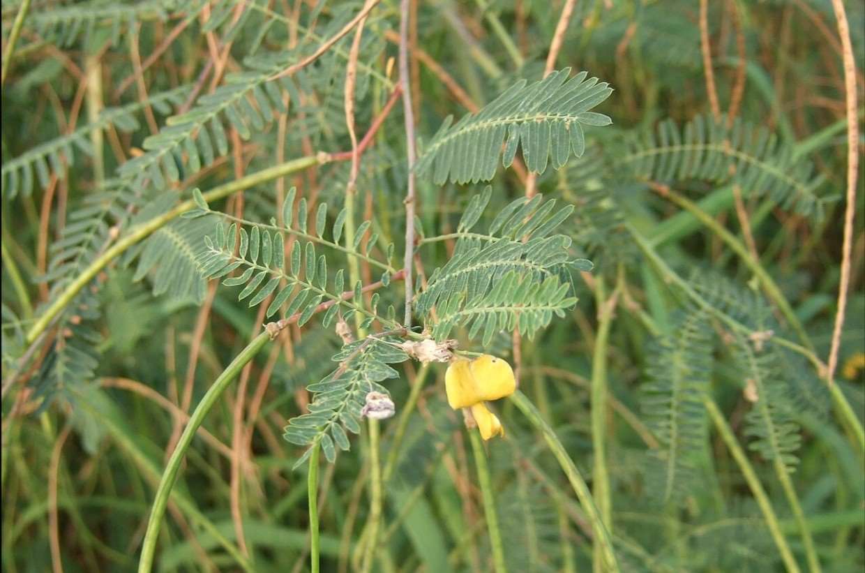 ต้นโสน (田菁) Photo: Wikipidia