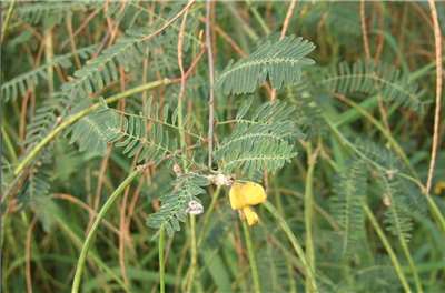 ต้นโสน (田菁) Photo: Wikipidia