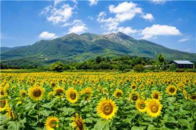 สัปดาห์นี้ผมพาไปปักหมุดฟาร์มดอกทานตะวัน 🌻 จากนั้นไปต่อที่อุทยานแห่งชาติหยางหมิงซาน 🏞️ มีทั้งภูเขาไฟ ควาย เฟิร์นน้ำไต้หวัน และบ่อน้ำร้อน แต่เดี๋ยวก่อน! ที่ทุ่งหญ้าฉิงเทียนกังมี 'โต๊ะในตำนาน (ที่ถูกยกออกแล้ว)' ด้วยจร้า!