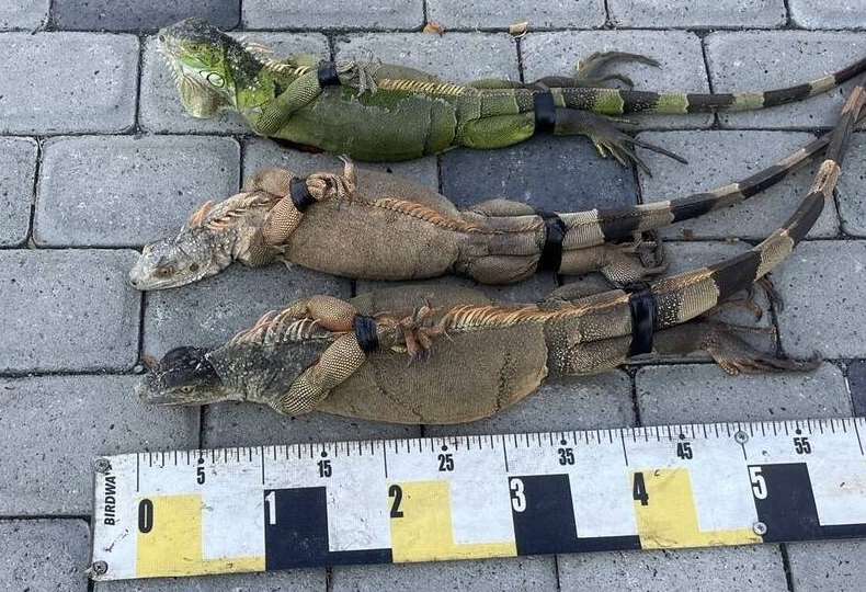 ครึ่งปีแรก เมืองผิงกำจัดอีกัวนาเขียวตัวเต็มวัยไปกว่า 45%(Photo: 屏東縣政府)