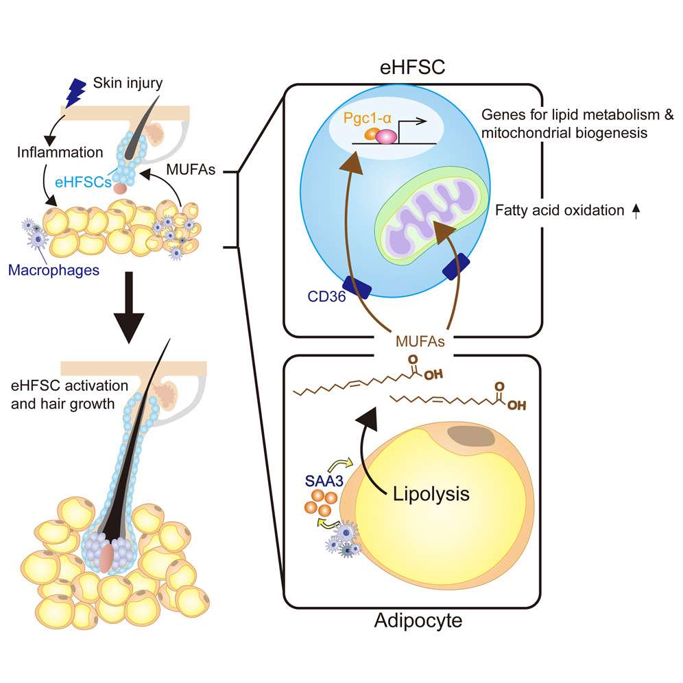 Ілюстрація: Механізм регенерації волосся у статті «Adipocyte lipolysis activates epithelial stem cells for hair regeneration through fatty acid metabolic signaling». (Cell Metabolism)