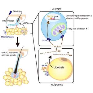 Ілюстрація: Механізм регенерації волосся у статті «Adipocyte lipolysis activates epithelial stem cells for hair regeneration through fatty acid metabolic signaling». (Cell Metabolism)