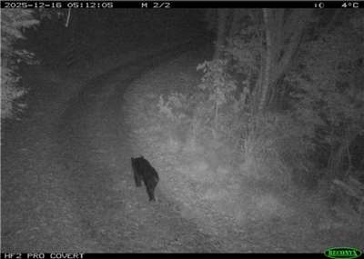 Фото: Формозькй чорний ведмідь на промисловій дорозі біля поселення Цзяян. (Тайчжунське відділення Лісової та природоохоронної служби)