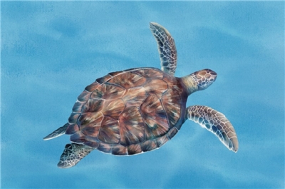 Важливо забезпечити безпечне повернення черепашачих дитинчат в океан для збільшення популяції. (Адміністрація охорони океану)