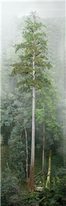 Велетенська тайванська криптомерія «Меч-хмарочос річки Даань». (Taiwan champion trees)