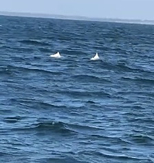 Пара китайських білих дельфінів у акваторії поблизу Тайнаня. (Фото: Чень Девей в обробці CNA)
