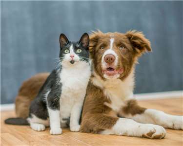 Фото: FatCamera/Getty Images Signature via Canva Pro