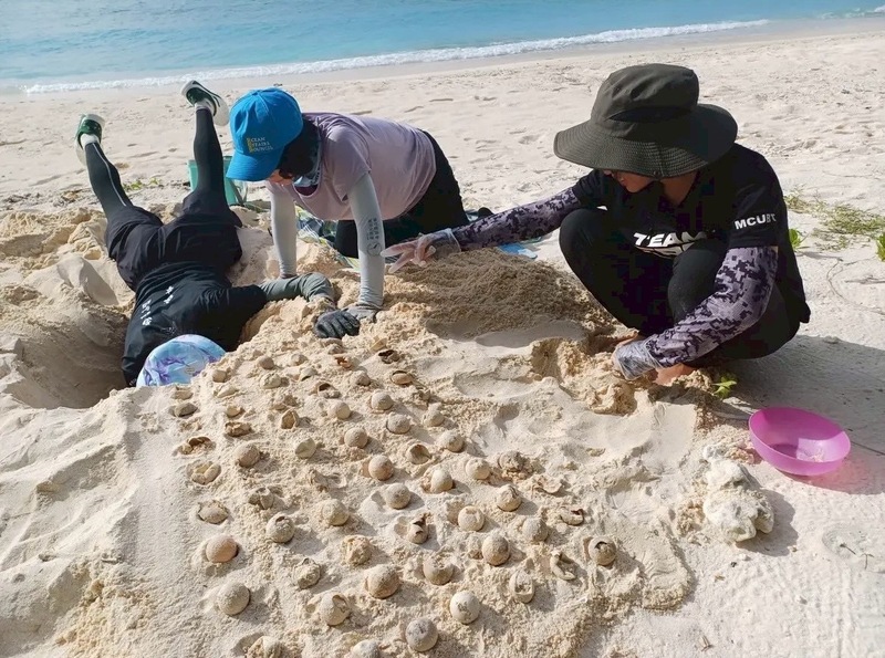 Інспектори проводять нічні огляди черепах, а вдень викопують гнізда з яйцями, щоб розрахувати коефіцієнт вилуплення. (Адміністрація охорони океану)